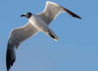 Fábula de la gaviota y las normas