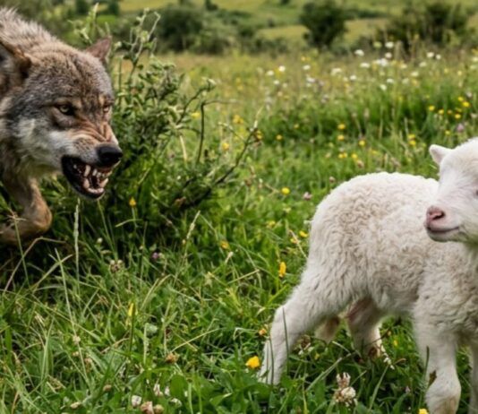Fábula de la oveja y el lobo