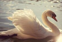 Llanto por un cisne