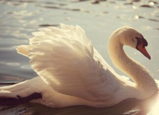 Llanto por un cisne