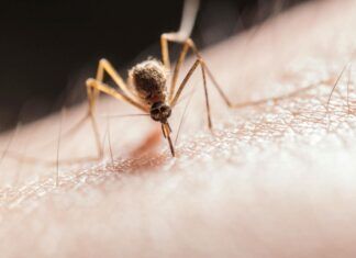 Oda al mosquito molesto