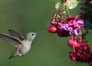 El colibrí