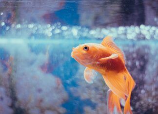 Romance del pez cautivo