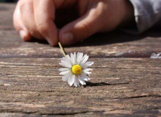 Deshojando una flor
